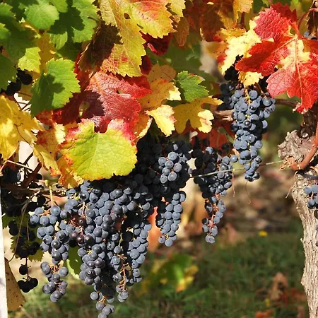 Chateau La Poste Petit-Palais-et-Cornemps